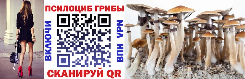 Псилоцибиновые грибы Cubensis omg вход Гаврилов-Ям цены